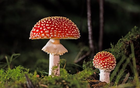 ilustrativní fotky houby